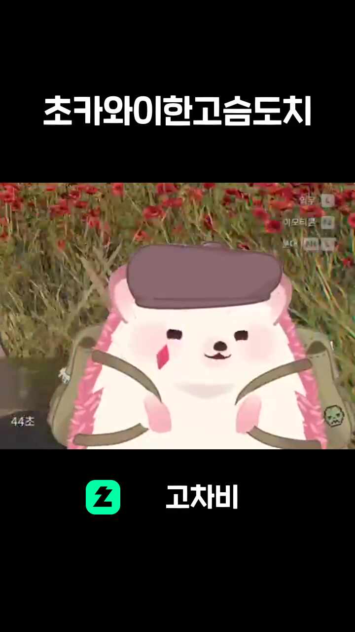 초카와이한고슴도치